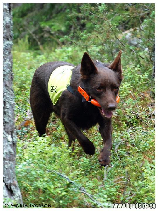 &Ouml;ppna