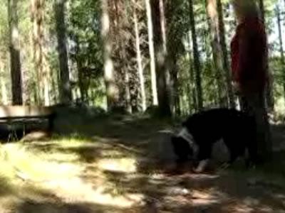 Spela upp