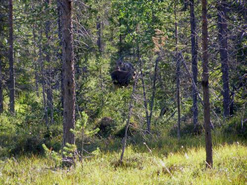 &Ouml;ppna