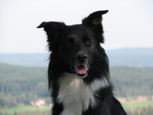 &Ouml;ppna