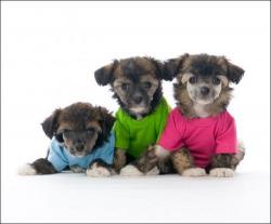 Hundsida.se V�sterbotten