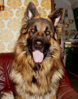 Harptj�rnens Hundar J�rpen