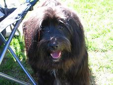Kias Guidedogs �sele