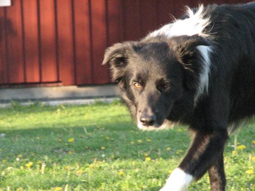 &Ouml;ppna