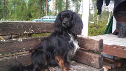 Daniela Olsson Blattnicksele