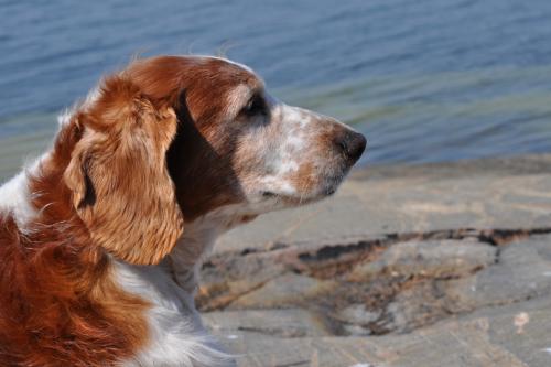 L�s mer
