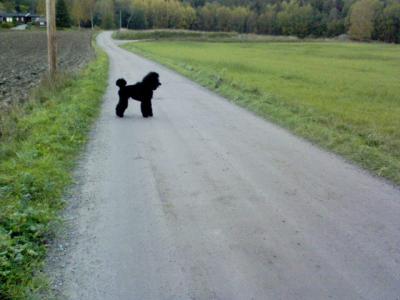&Ouml;ppna