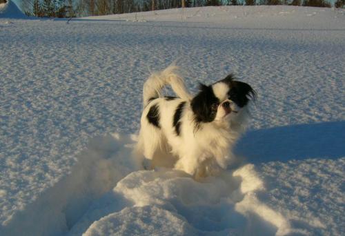 &Ouml;ppna