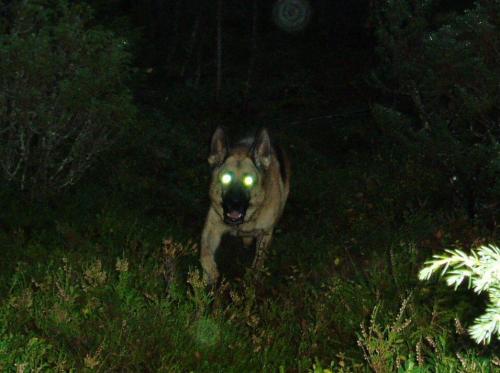 &Ouml;ppna